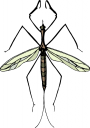 Bug Clipart