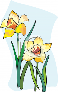 Daffodil Clipart