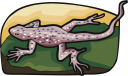 Frog Clipart