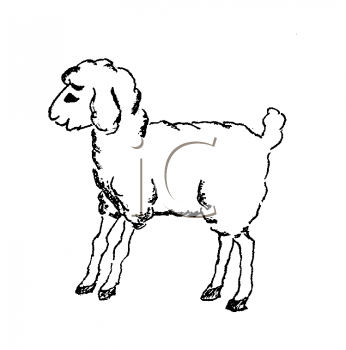 Sheep Clipart