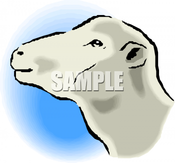 Sheep Clipart