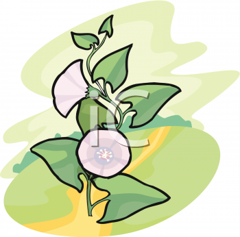 Clematis Clipart