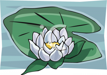 Lily Clipart