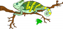 Chameleon Clipart