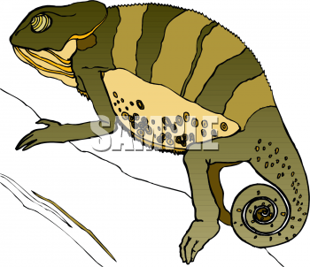 Chameleon Clipart