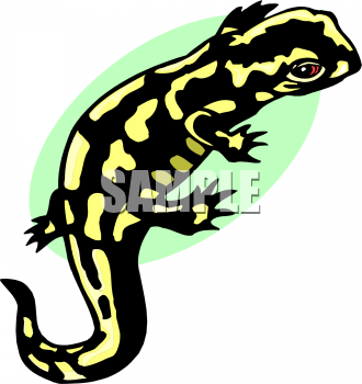 Chameleon Clipart