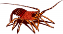 Lobster Clipart