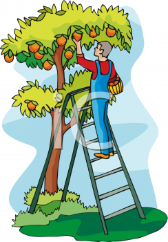 Orchard Clipart