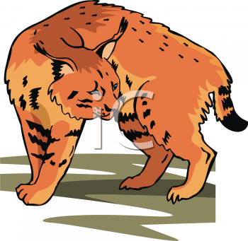 Cougar Clipart