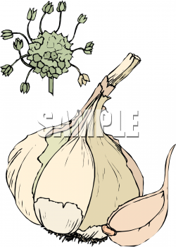 Onion Clipart