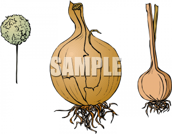 Onion Clipart