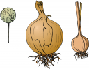 Onion Clipart