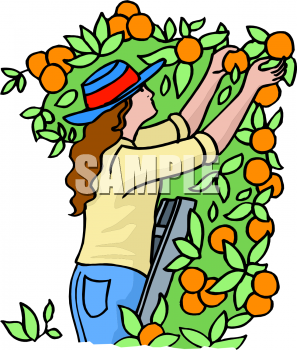 Orange Clipart