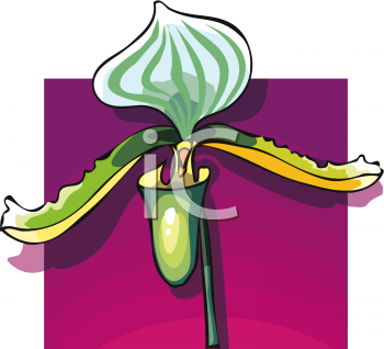 Orchid Clipart