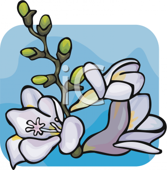 Orchid Clipart