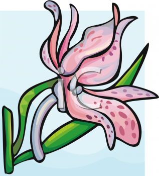 Orchid Clipart