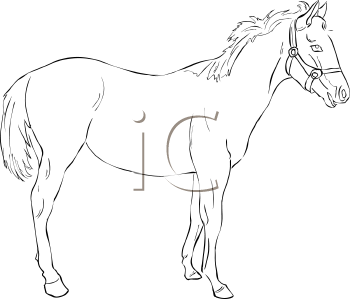 Horse Clipart