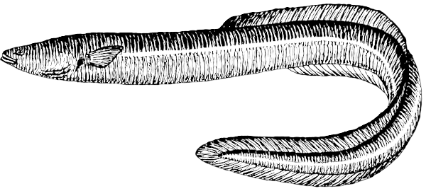 Free Eel Clipart, 1 page of Public Domain Clip Art