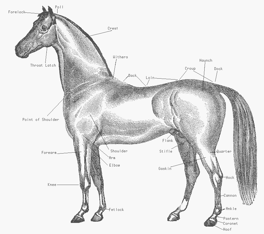 Free Horse Clipart