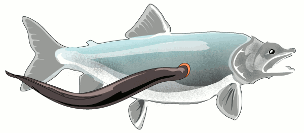 Free Eel Clipart, 1 page of Public Domain Clip Art