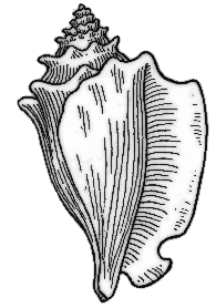 Free Conch Clipart