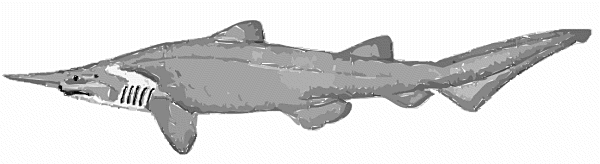 Free Goblin Shark Clipart, 1 page of Public Domain Clip Art