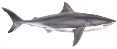 great white shark clipart