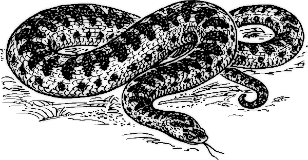 Free Snake Clipart