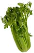 Free Celery Clipart