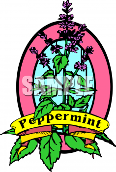 Mint Clipart