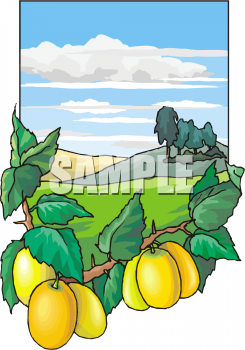 Produce Clipart