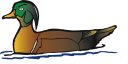 Duck Clipart