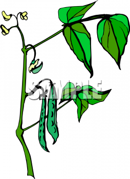 Peas Clipart