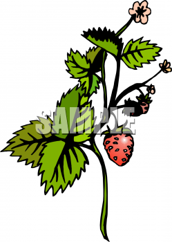 Strawberry Clipart