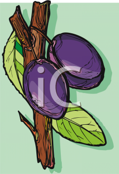 Plum Clipart