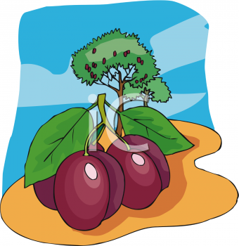 Plum Clipart