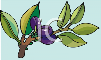 Plum Clipart