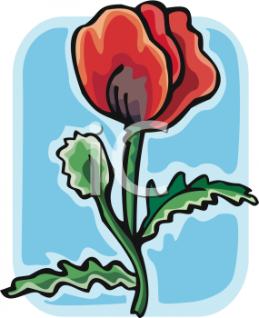 Poppy Clipart