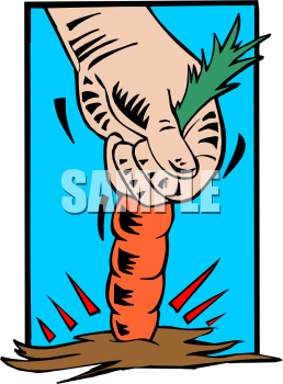 Carrot Clipart