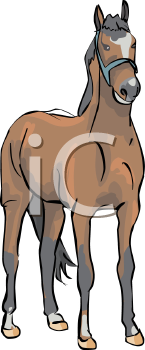 Horse Clipart