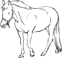 Horse Clipart