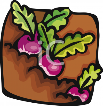 Radish Clipart