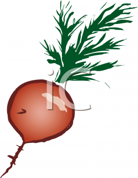 Radish Clipart