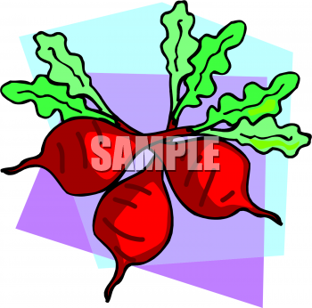 Radish Clipart