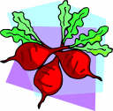 Radish Clipart