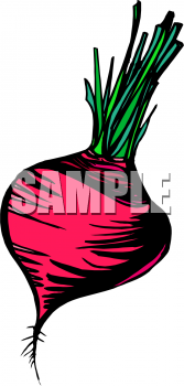 Radish Clipart