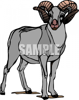 Sheep Clipart