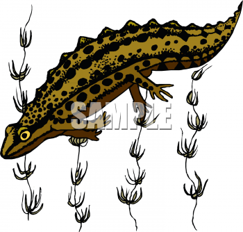 Crocodile Clipart