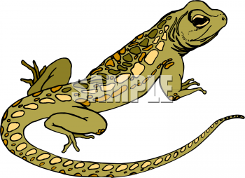 Chameleon Clipart