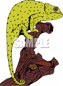 Chameleon Clipart